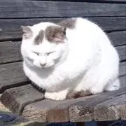 エムの画像