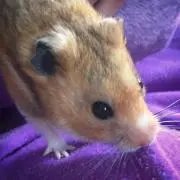 やどかりの画像