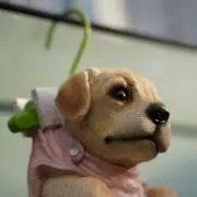 buzzの画像