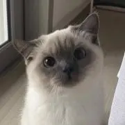 Ameの画像