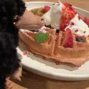 Yumeの画像