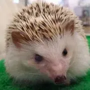 甘夏の画像