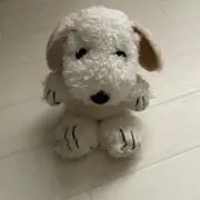 よっしーの画像