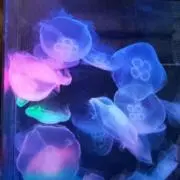 チョコラ