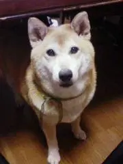 まちこの画像