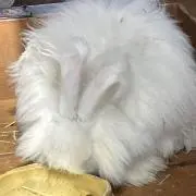 りんごの画像