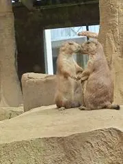 グティの画像