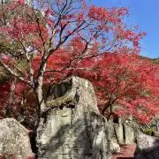 ぺぺの画像