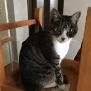 プリン