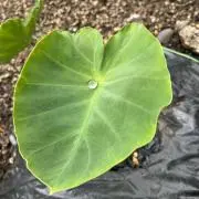 ポクスケの画像