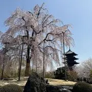 autumngoldの画像