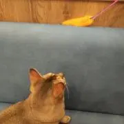 ゆうの画像
