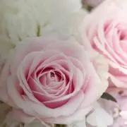 ストロベリーアイスの画像
