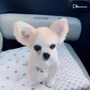 MIYASAN