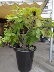 猫姫