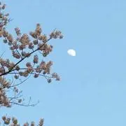 かじゅの画像
