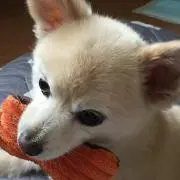悠莉