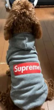 ぴろの画像