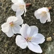 HkRの画像