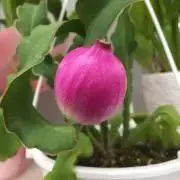 もつ
