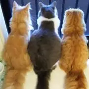 かおりんご