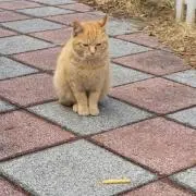 ま