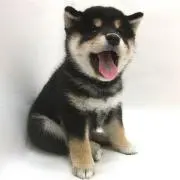 まろ