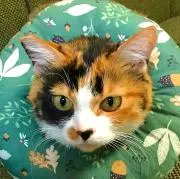 HALの画像