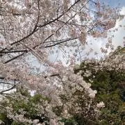 即購入OKです！！の画像