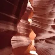 アンテロープの画像