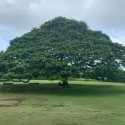 yamaの画像