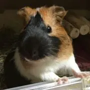 モル吉