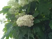 カシワバアジサイの画像