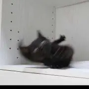 月萌