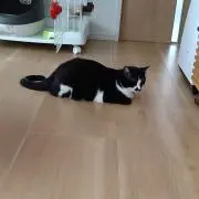 さこの画像