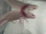 フォム