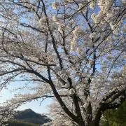 ぼの画像
