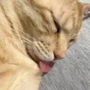 埋蔵発掘師カーフィー