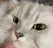 Tama