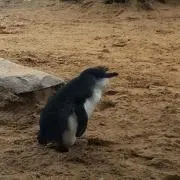 HanチャンMaMa
