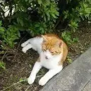 かゆあし