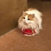 きなこの画像
