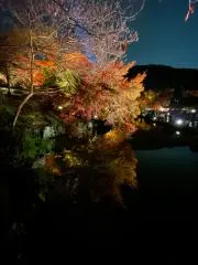 楓の画像