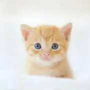 Ad
