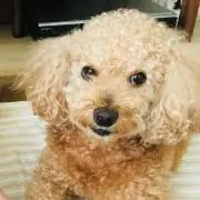 Erimaruの画像