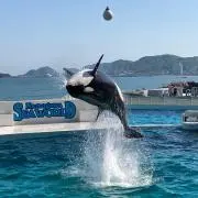 miraの画像