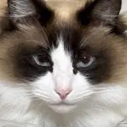 はにぶんの画像