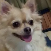 tomの画像