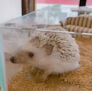 Haruの画像
