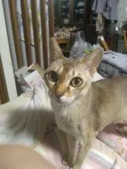 ネコニイの画像